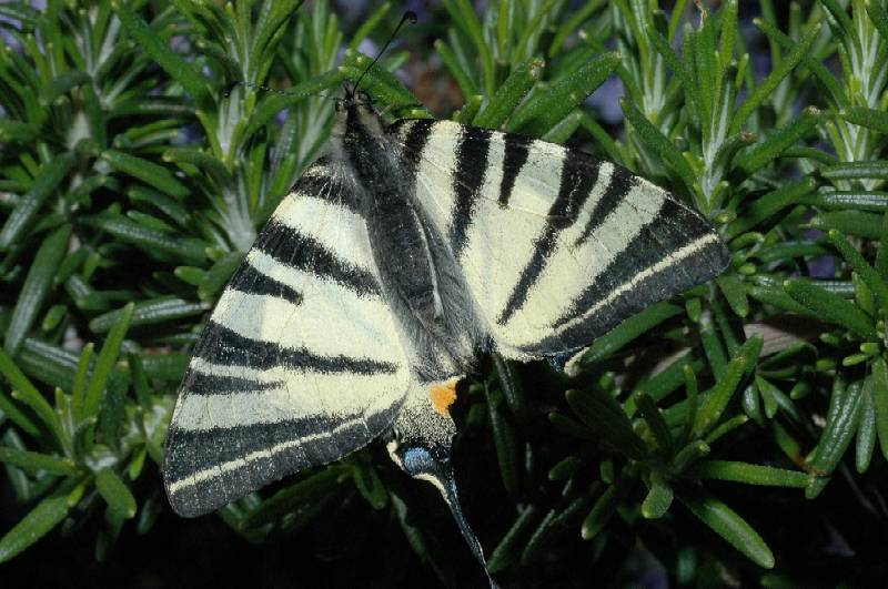 Iphiclides podalirius